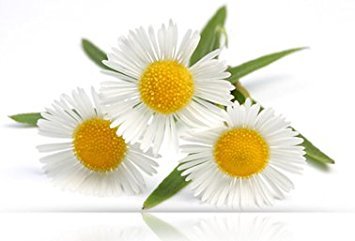 Natur Vital Hair Shampoo Camomile - Frequent Use - 300 Ml / Natural & Organic