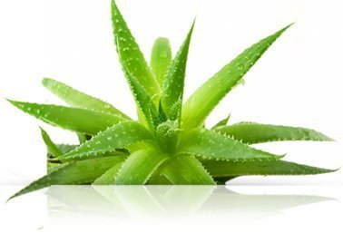 Natur Vital Hair Conditioner Sage Sensitive - 300 Ml / Natural & Organic.