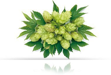 Natur Vital Hair Shampoo Hops - Antidandruff - 300 Ml / Natural & Organic