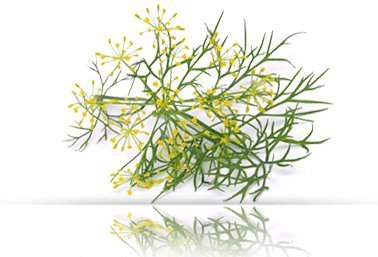 Natur Vital Hair Shampoo Hops - Antidandruff - 300 Ml / Natural & Organic