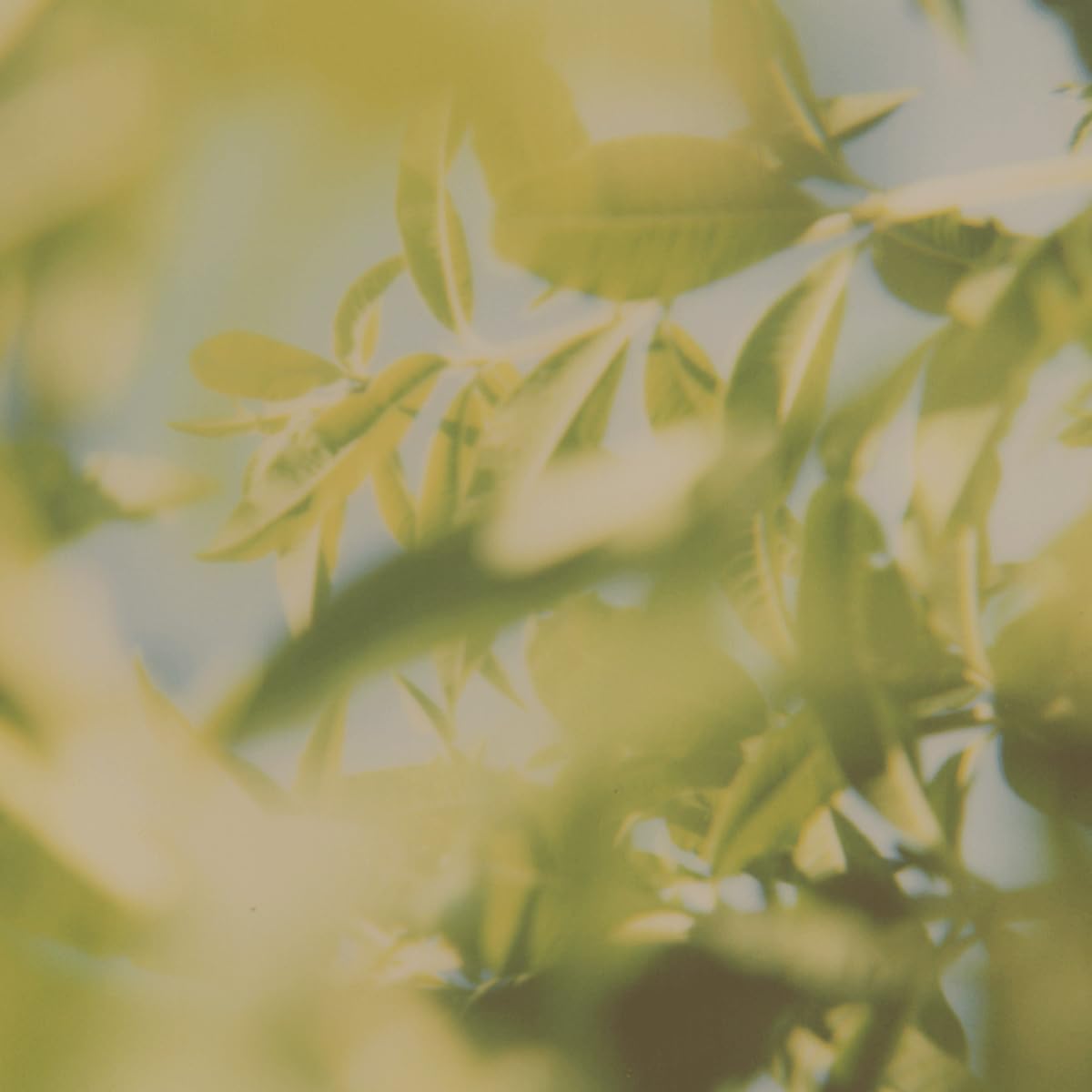 L'OCCITANE Shea Hands &-Body Liquid Soap: Refreshing Citrusy Aroma, Relaxing Lavender, Delicate Rose, Cleanse, Infused With Softening and Moisturizing Shea Extract, Artisanal Soap, Refills Available