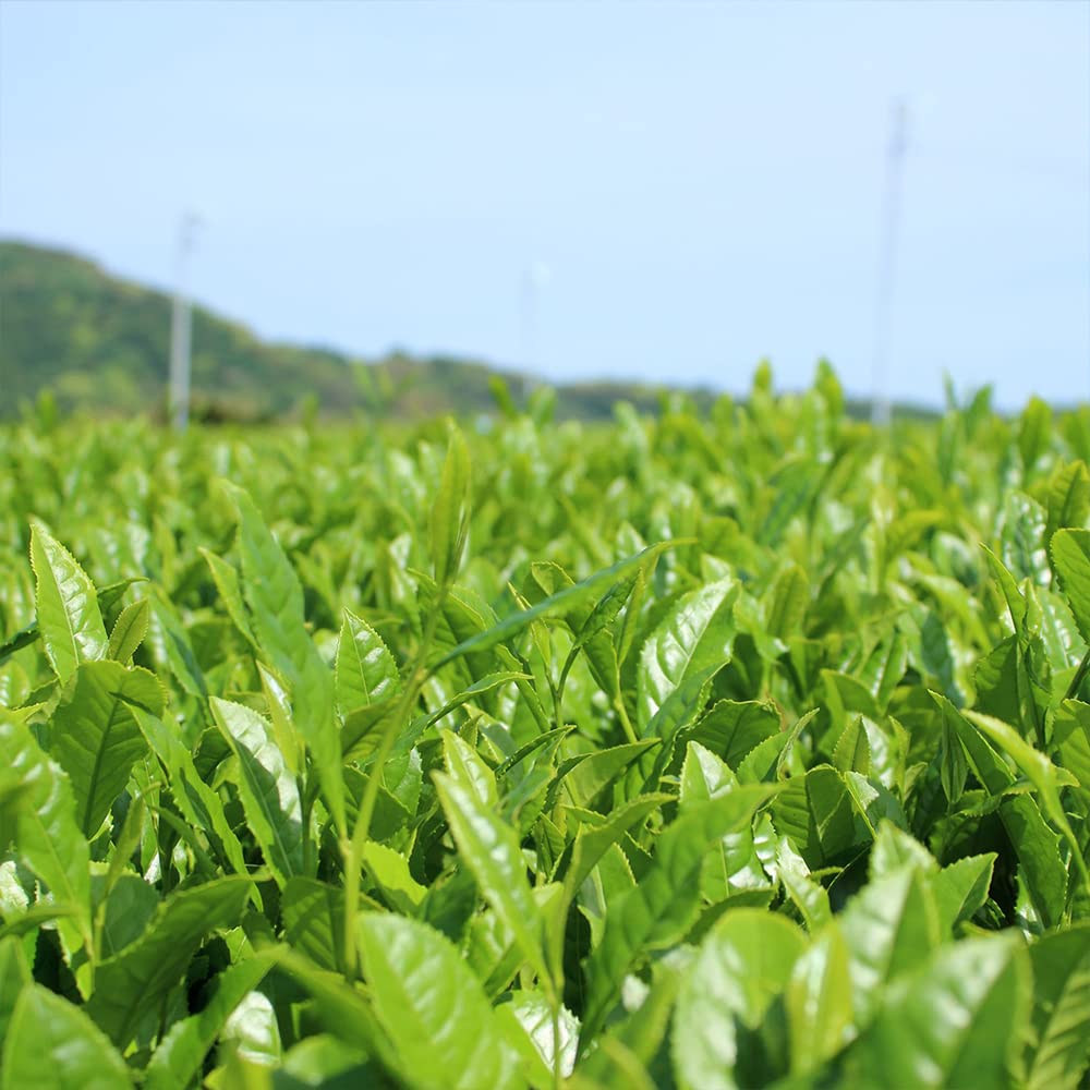 [Sugimoto Tea] Hojicha, Roasted Green Tea Stems, Authentic Japanese Origin, Low-Caffeine Loose Leaf, Bulk Size from Shizuoka, Japan, Relaxing Evening Tea, Antioxidants, 8 oz Bag (227g)