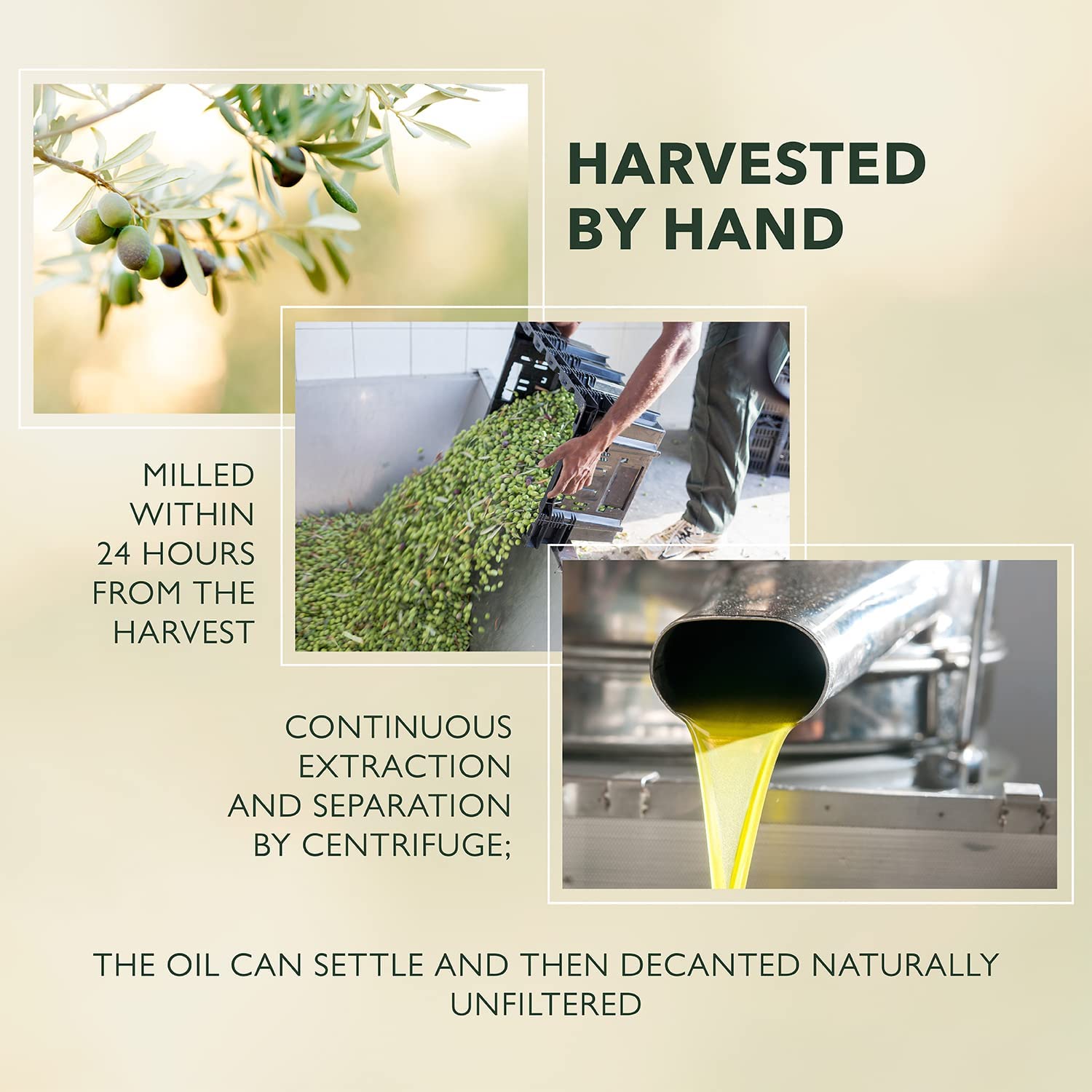 Frantoia Extra Virgin Olive Oil from Italy - Fruity, Unfiltered, Cold Extracted Authentic Sicilian Olive Oil - Fresh Harvest Imported Olive Oil From Italy (16.9 Fl Oz)