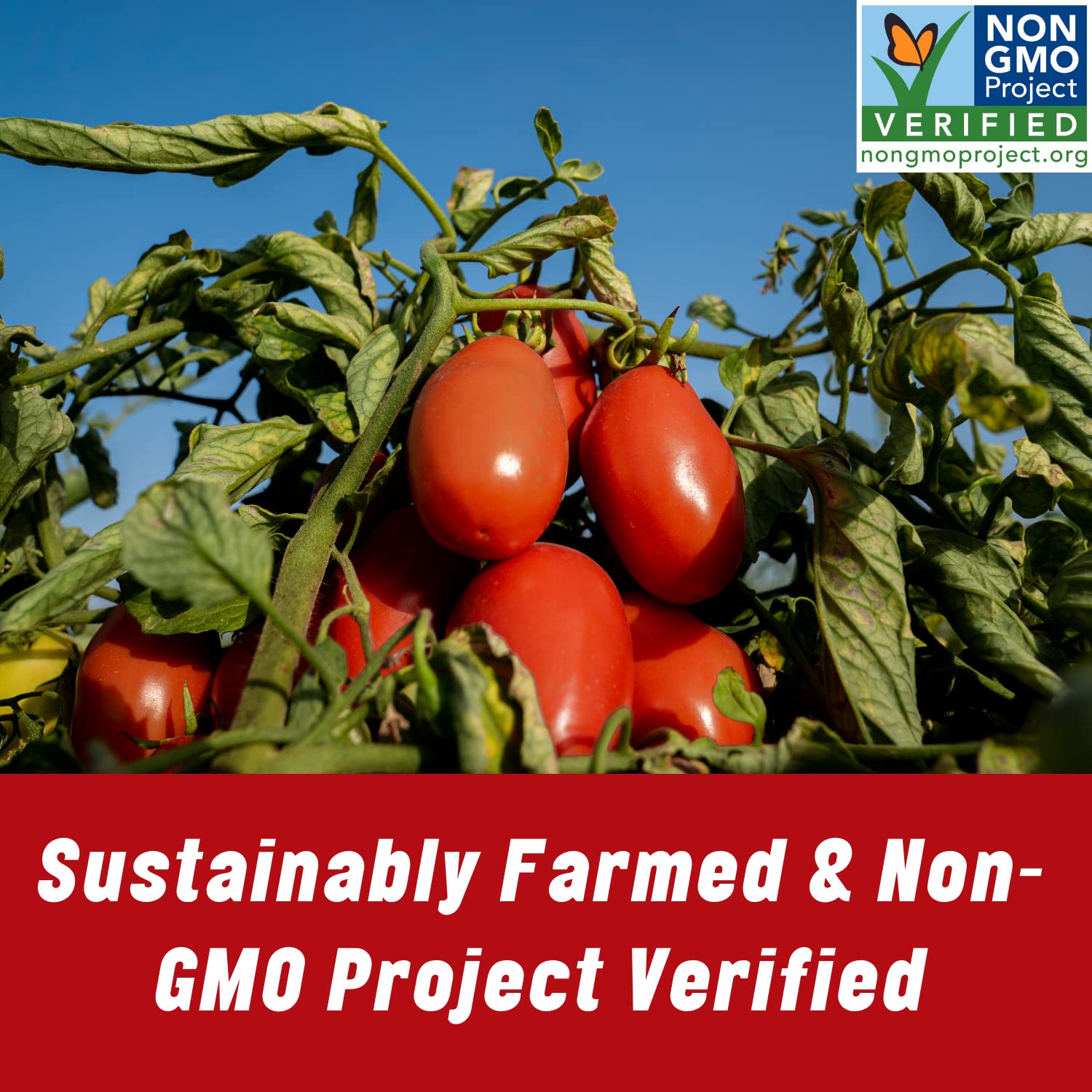 Mutti Finely Chopped / Crushed Tomatoes with Basil (Polpa), 14 oz. | 12 Pack | Italy’s #1 Brand of Tomatoes | Canned Tomatoes for Cooking | Vegan Friendly & Gluten Free | No Additives or Preservatives