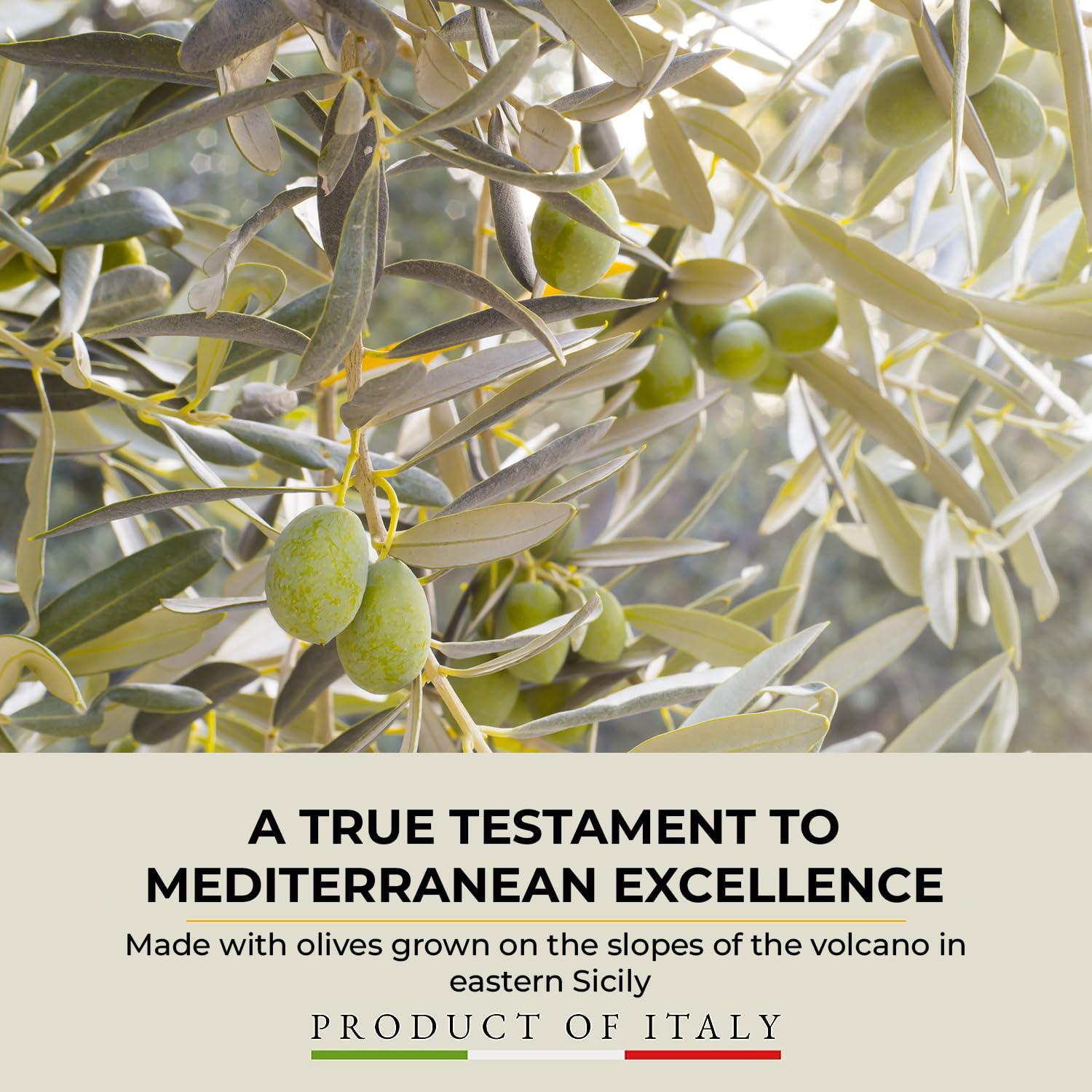 Barbera Natura Viva Organic Extra Virgin Olive Oil PDO Monte Etna Fruity, Cold Extracted Authentic Imported Sicilian Olive Oil, Polyphenol Rich Organic Olive Oil From Italy (16.9 Fl Oz)