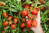 Mutti — 24.5 oz. Tomato Puree with Fresh Basil (Passata con Basilico) from Italy’s #1 Tomato Brand. Sweet and velvety for recipes calling for Pureed Tomatoes.