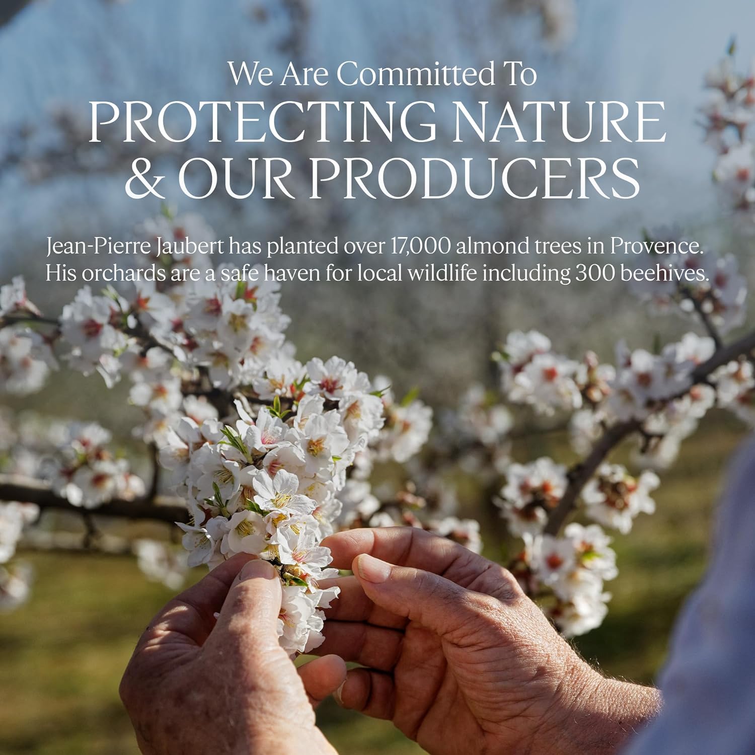 L'OCCITANE Cleansing & Softening Almond Shower Oil: Oil-to-Milky Lather, Softer Skin, Smooth Skin, Cleanse Without Drying, With Almond Oil, Best- Seller, 8.4 Oz