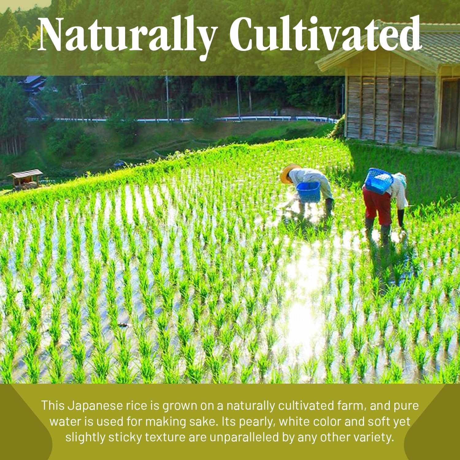 Shirakiku Yuki No Kakera Premium Dried Short Grain Rice | Soft & Fluffy Sweet Sticky Snowflake Sushi Rice | California Milky Queen - 15 lbs (Pack of 1)